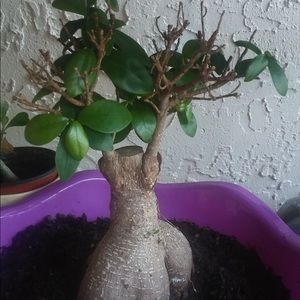 Meet your Posher, Ingrid